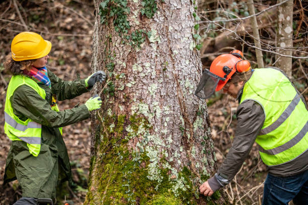 Best Stump Grinding and Removal  in Port Monmouth, NJ